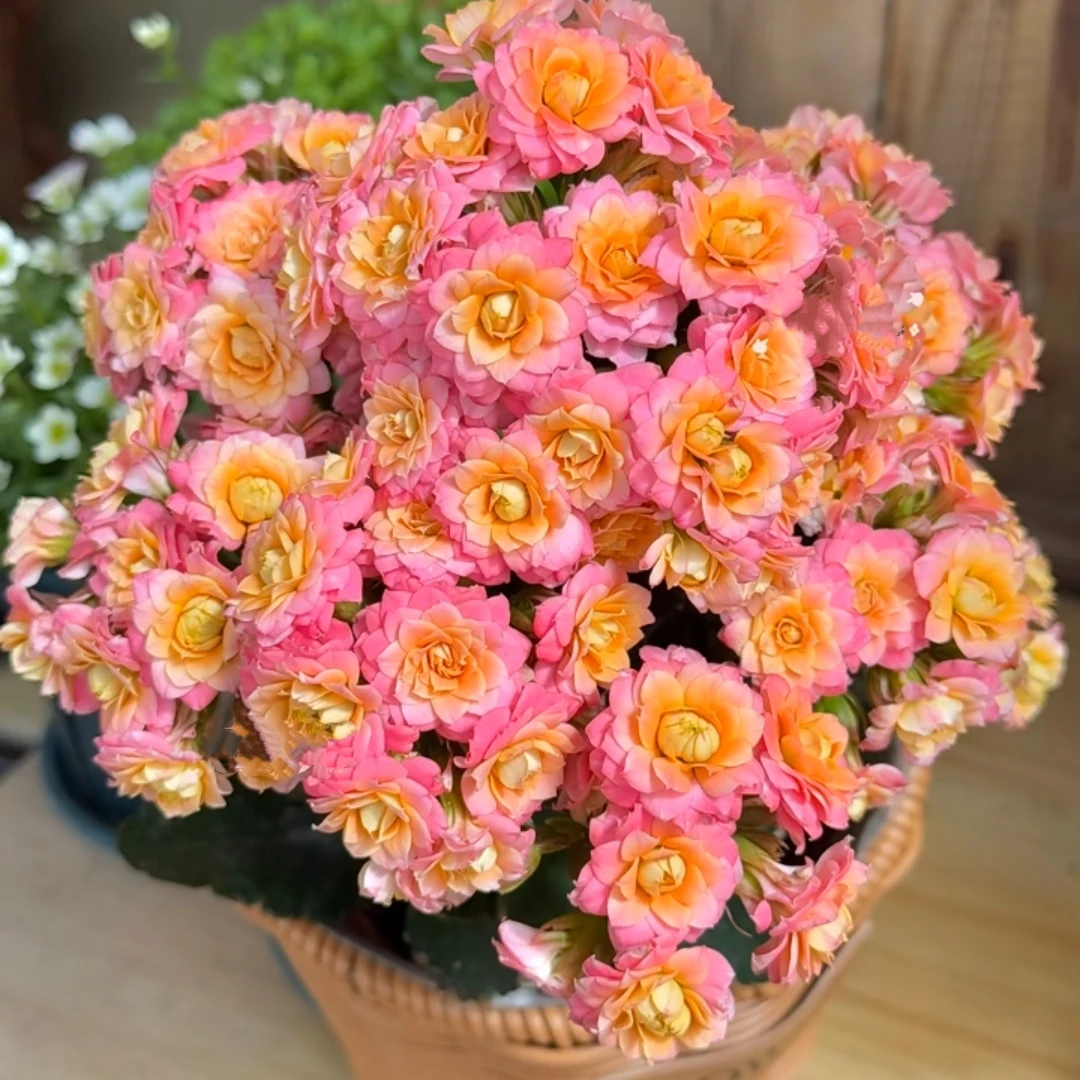 120盆【羞花】名贵稀有品种爆盆长寿花小盆栽