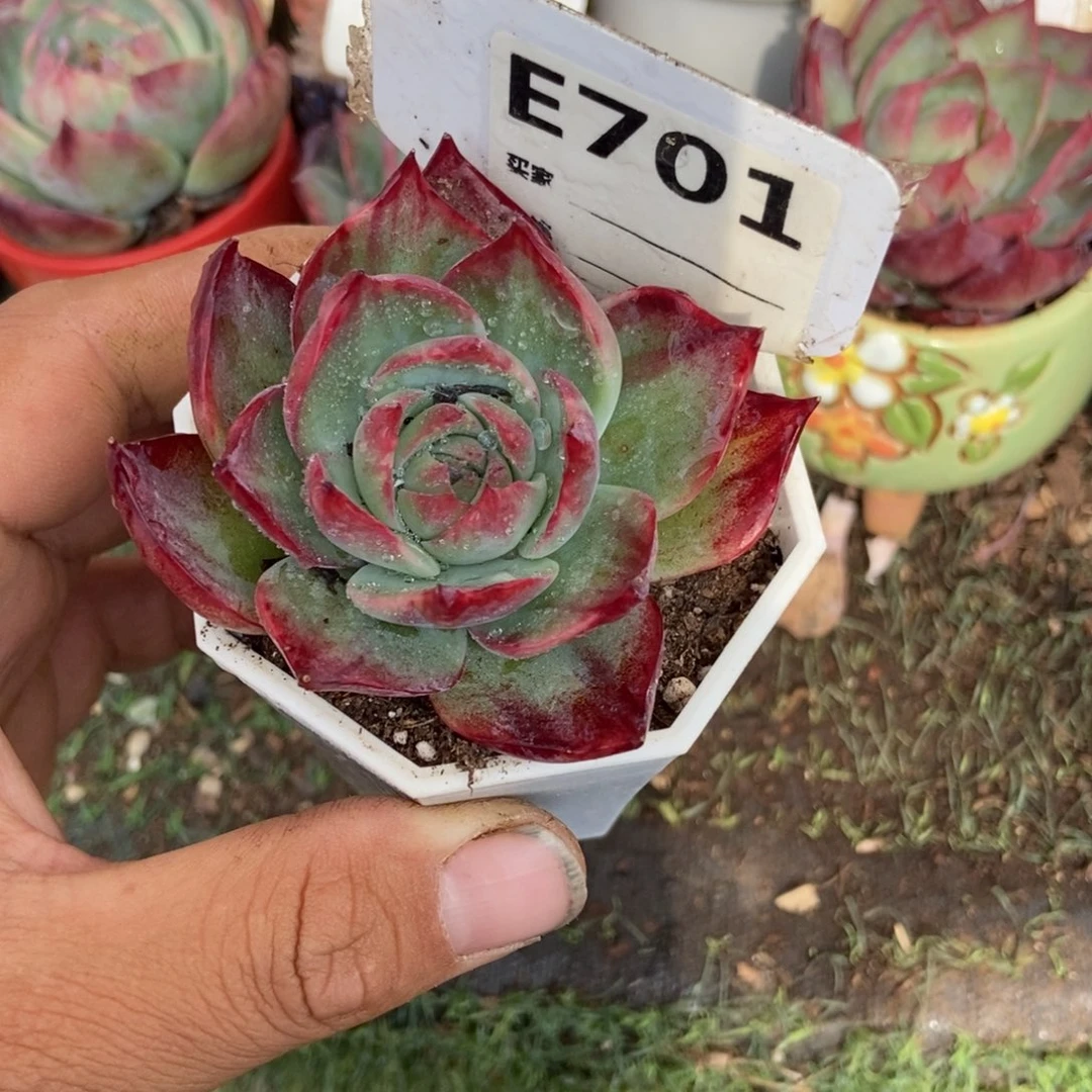 惊鸿一瞥701号楼