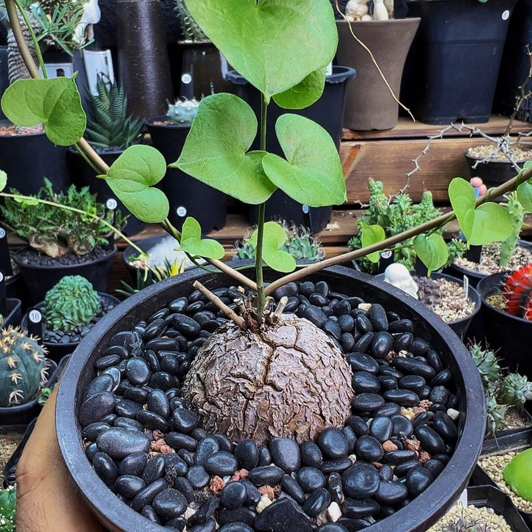 *****南非龟甲龙带盆发货