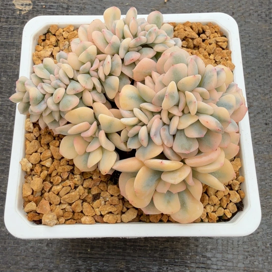 雪精灵锦缀锦上园艺一物一拍