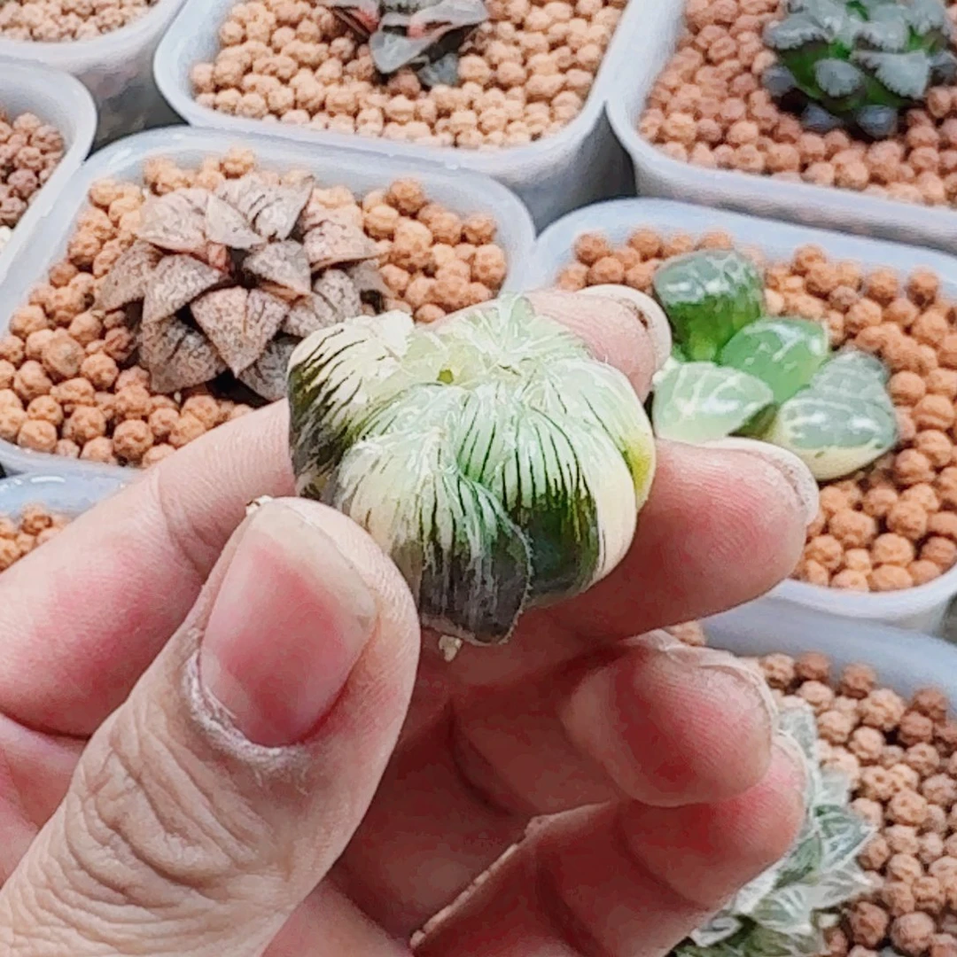 十二卷 冰灯锦福利裸根