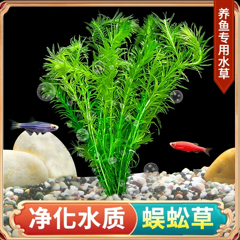 疯狂水草鱼缸蜈蚣草植物真草造景阴性淡水水草绿菊增氧净化水质