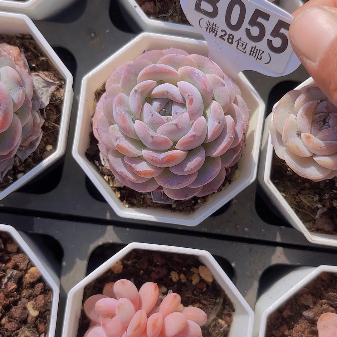 B055雪颜一物一拍