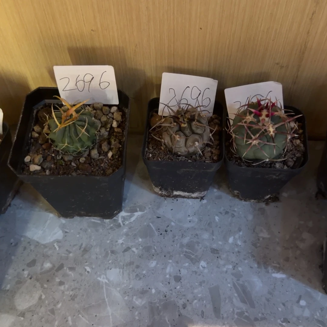 实生精品仙人球三颗品相自观如图