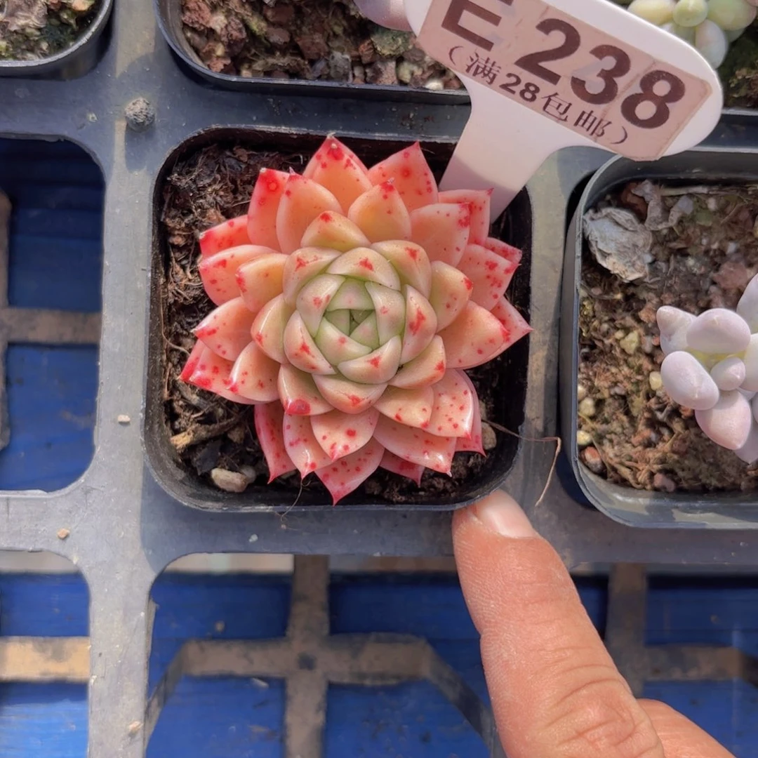 E238杂交一物语拍