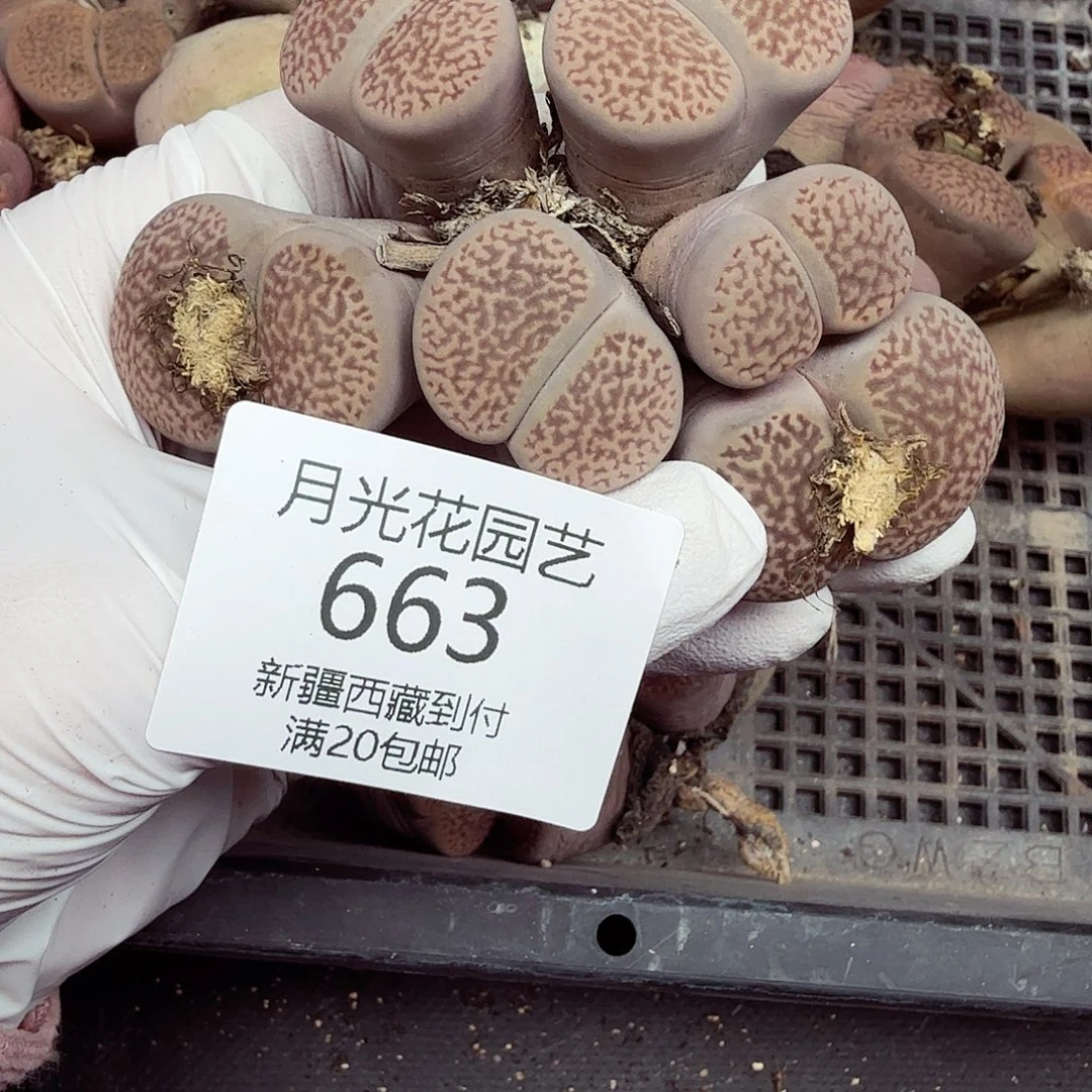 这个点睡一回是有意义663这个