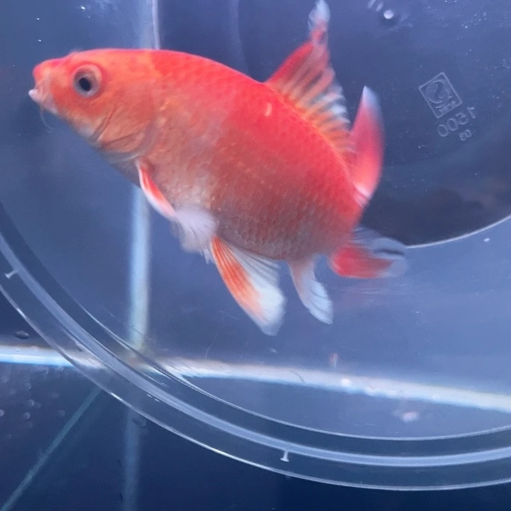 海水鱼生***驴哈哈哈哈哈哈哈