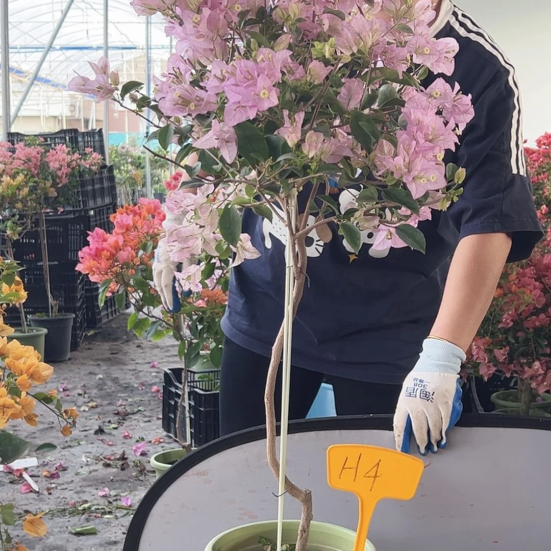 巫***山大部分花苞少量开放H4丽娜