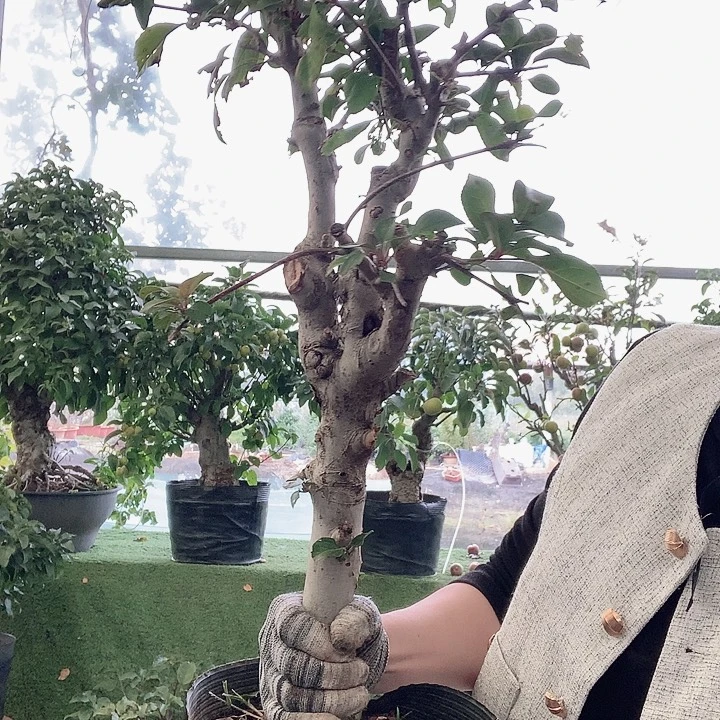 霸***道无花朵红贵妃海棠