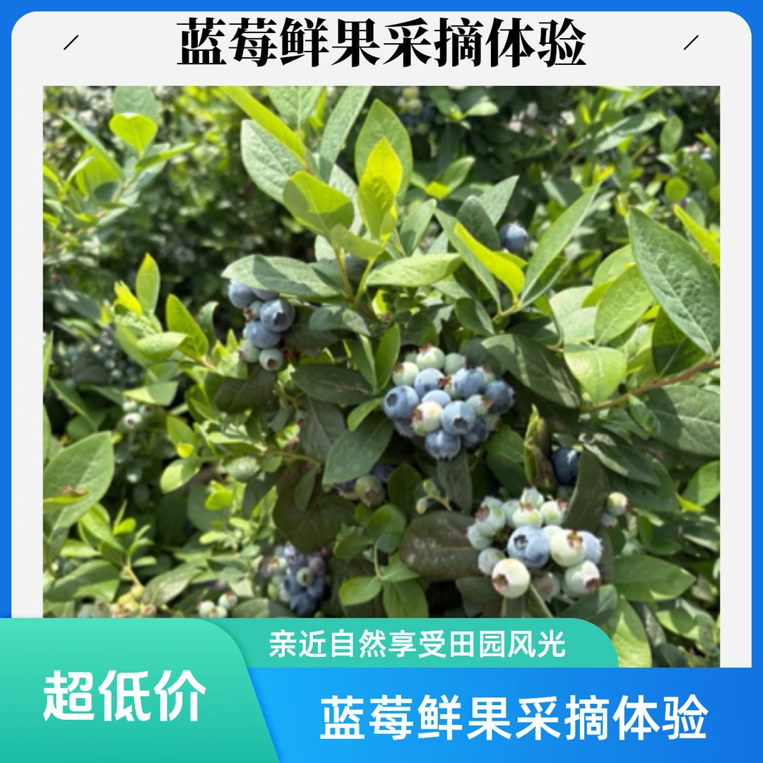 3年蓝莓原盆原土发货南北方庭院室内均可种植多年生水果树