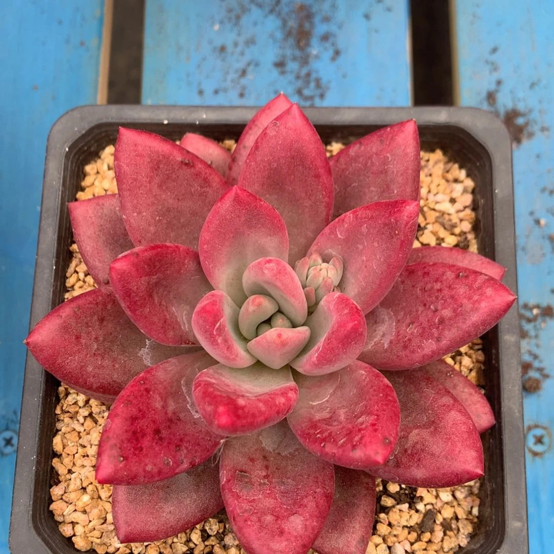 赫菲斯托单头一物一拍