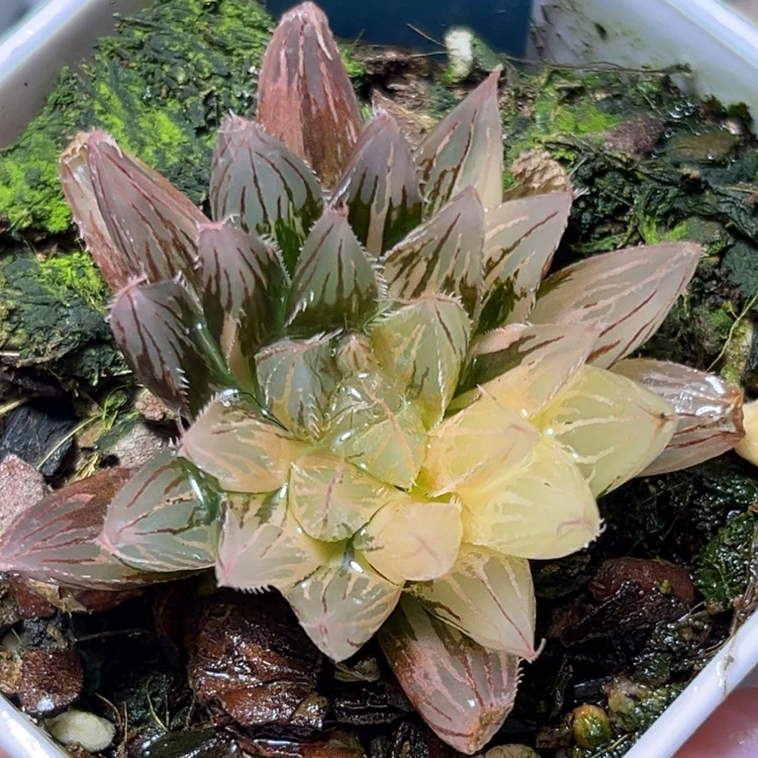 恭喜发财大吉大利 319