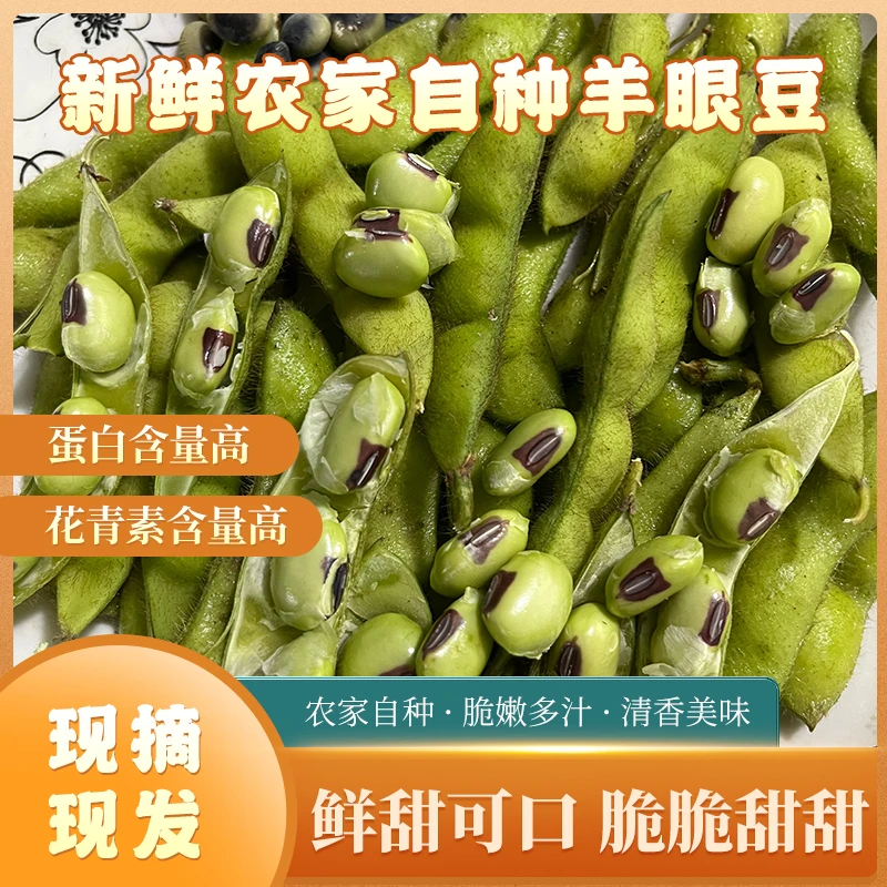 老品种毛豆农家自种羊眼豆蛋白含量高富含有多种花青素口感香甜