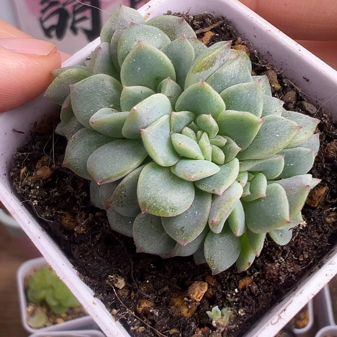 朵朵缀甜心。