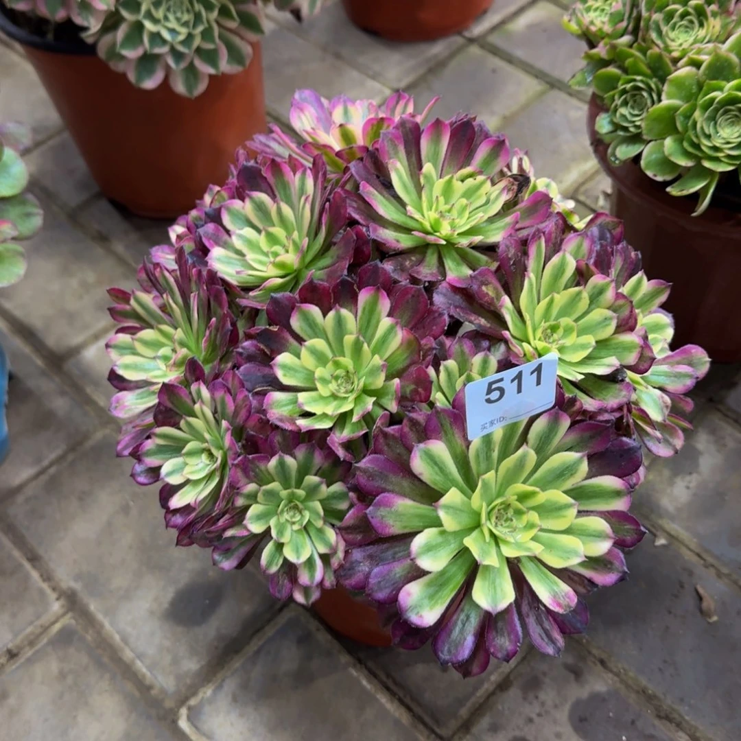 萍***萍多肉植物511辉煌 法师