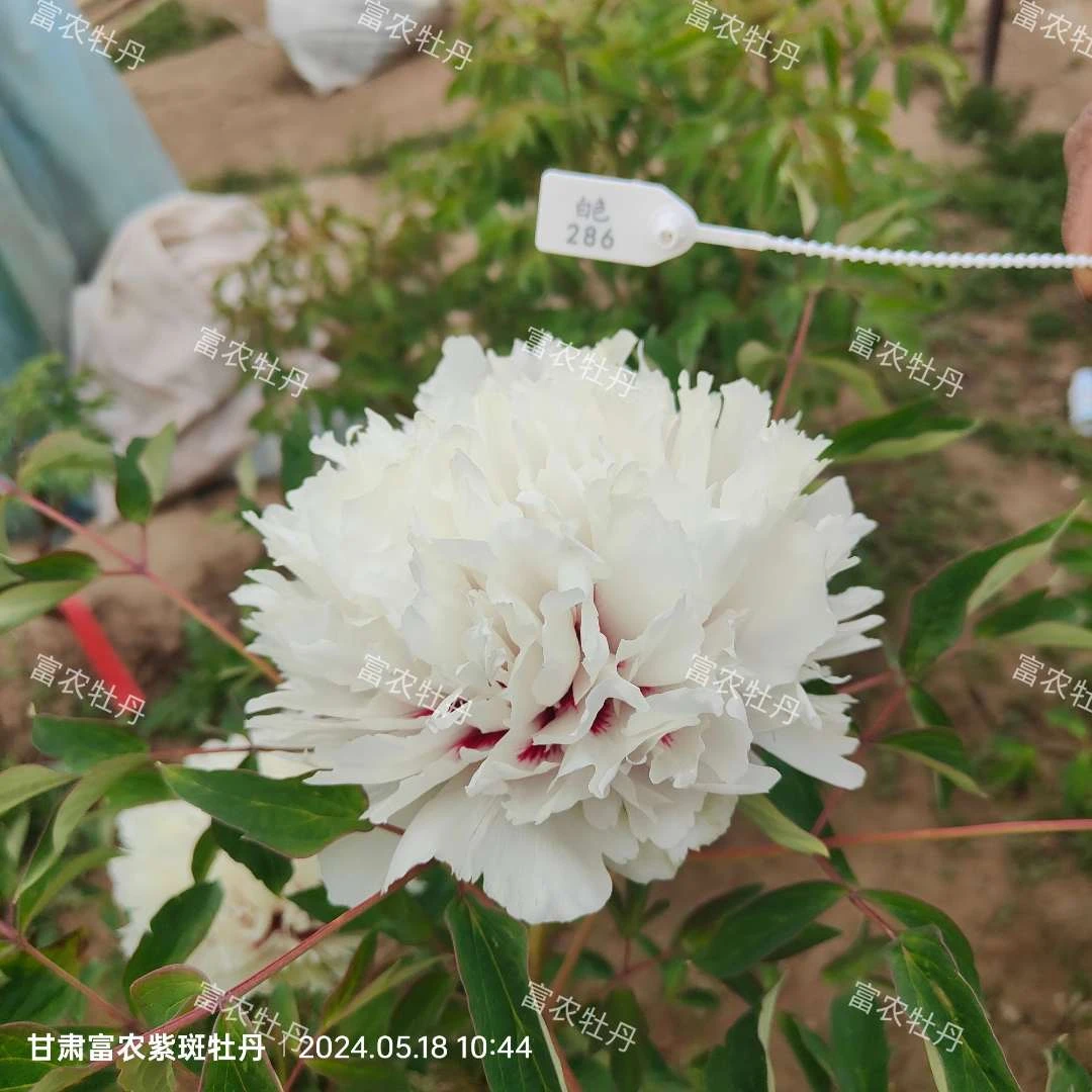 花香浓郁耐寒耐旱长势高大的观赏紫斑牡丹树花卉甘肃中国牡丹花