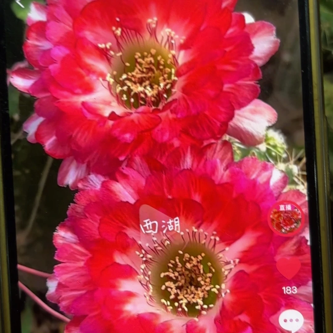 世界小姐丽花瑕疵瑕疵侧牙20包邮仙人球