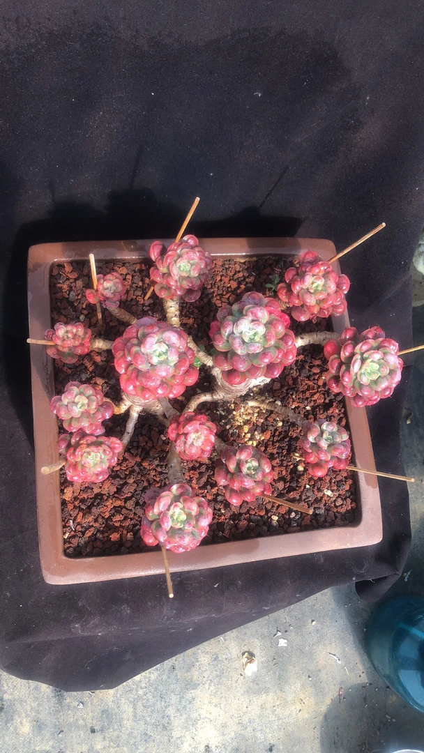 雨滴老桩精控大群