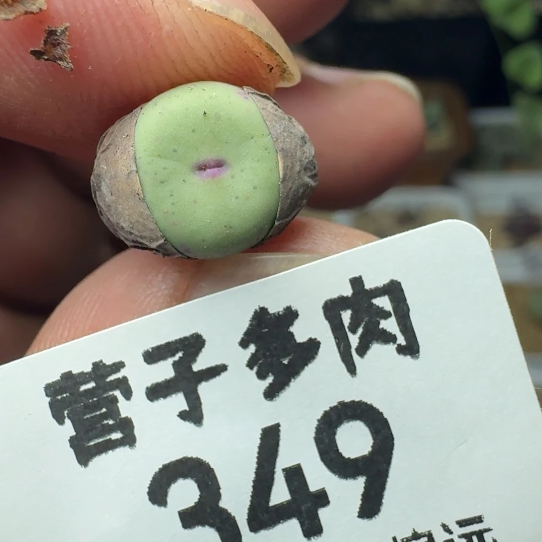 紫皮大红嘴
