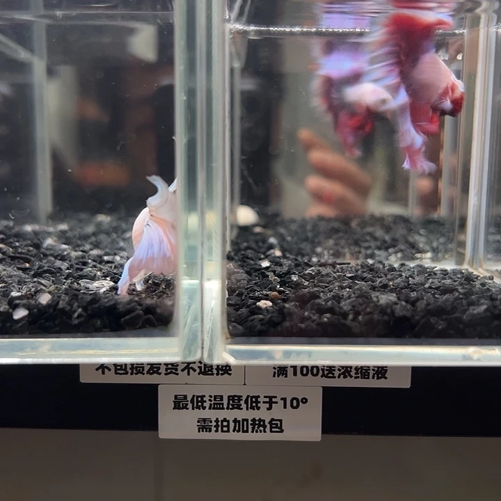 斗鱼跑单拉黑1日7+86