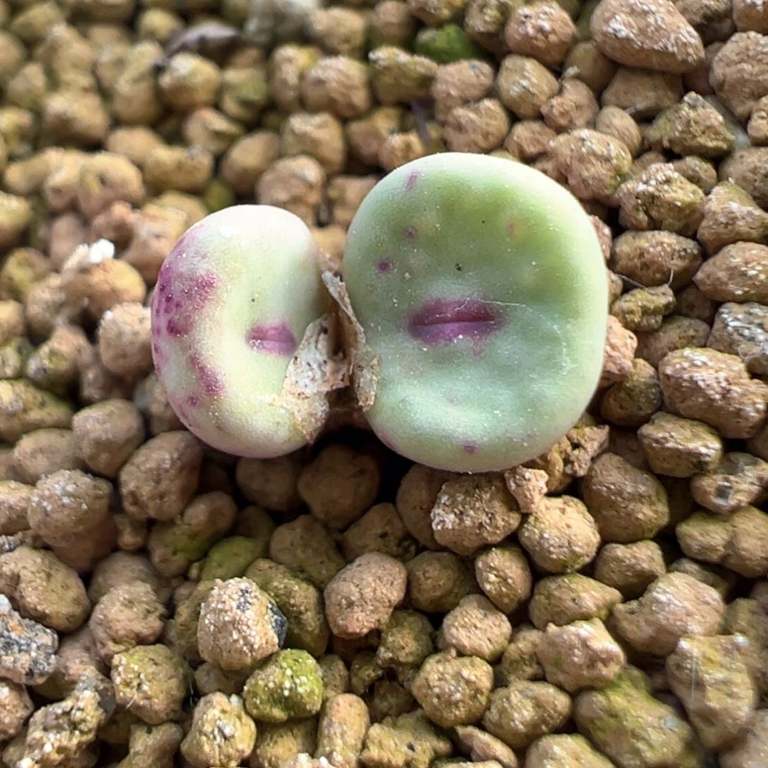 438号se福利漏。