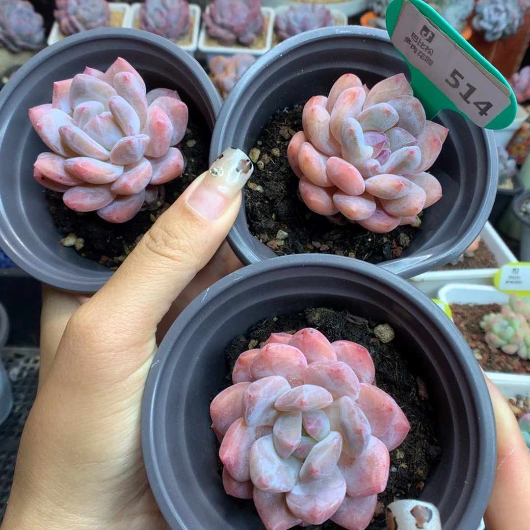 514三颗橙子多肉植物