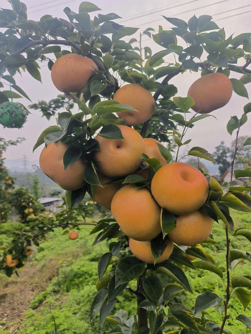 恩施本地种植秋梨新鲜现摘皮薄脆甜多汁当季水果