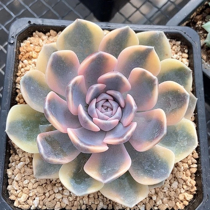 汉堡锦多肉植物的