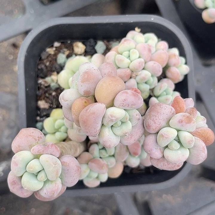 洛神老桩多肉植物