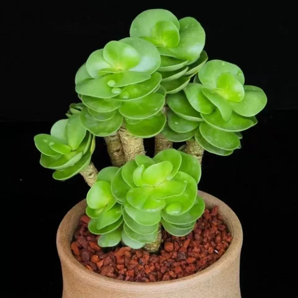 凑满15包邮【金钱木】多肉植物四季好养易活盆栽桌面阳台