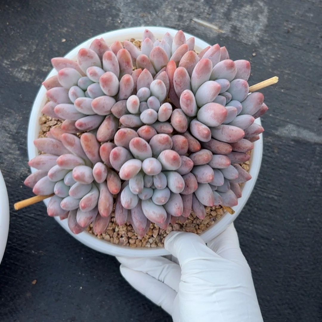 香水宝贝多肉植物