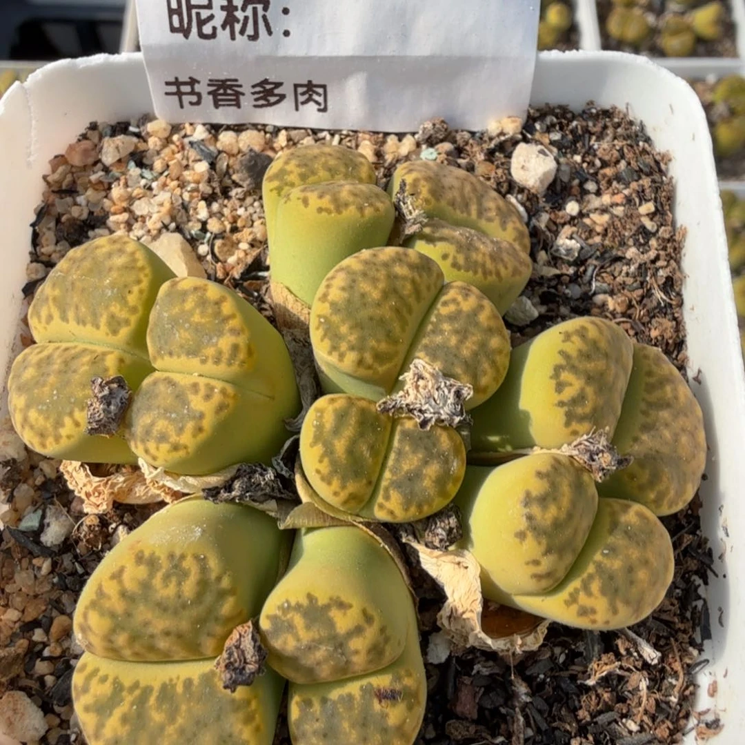 多肉植物多肉植物多肉植物