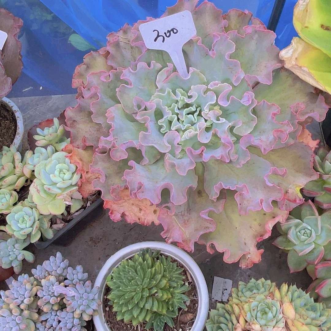 带小的0000000000300