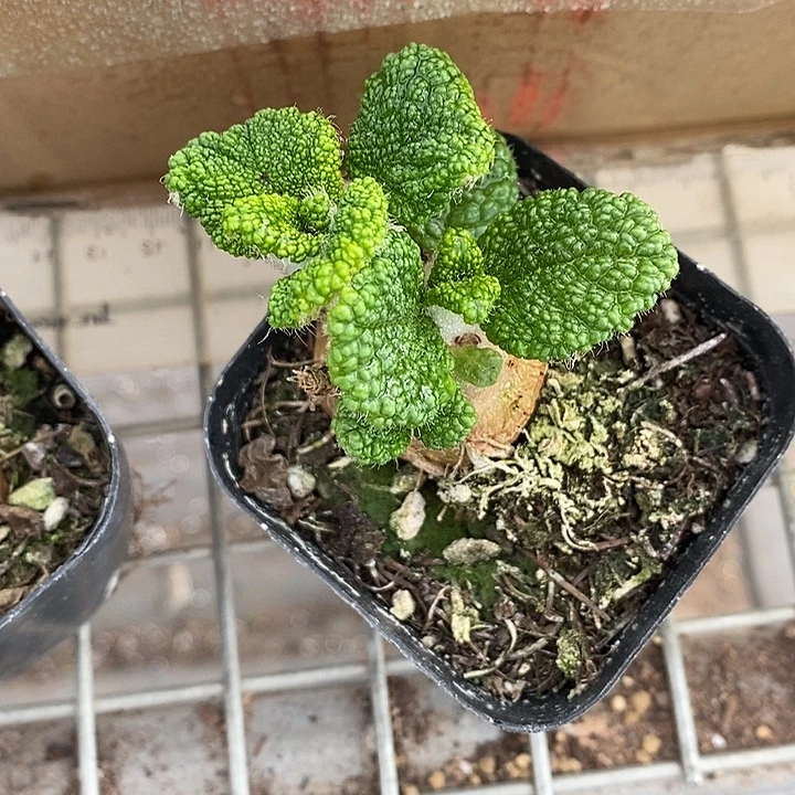 漂亮仙人球一物一拍