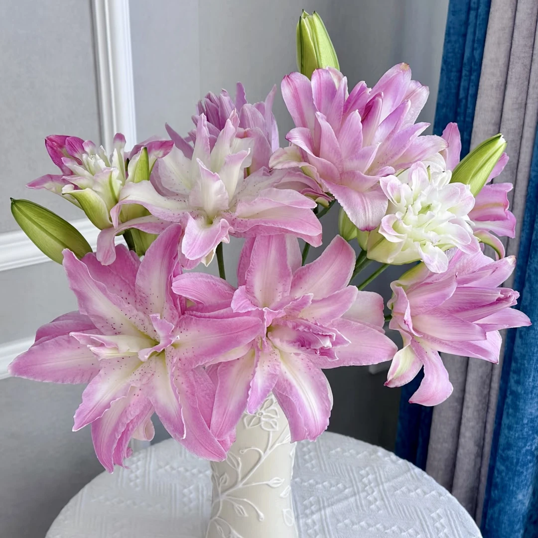 水蜜桃重瓣香水百合鲜花 (5度以下需拍保温棉 不拍冻坏不售后)