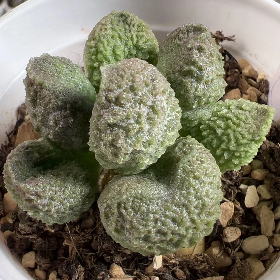 实生新品多肉植物水泡多肉植物水泡