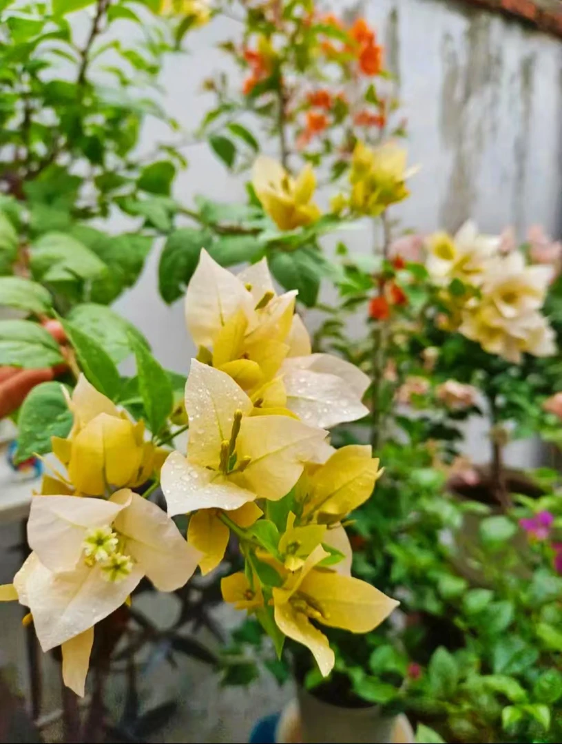 三角梅室内元气黄花卉鲜花【直播间】一物一拍专用链接。四季开花