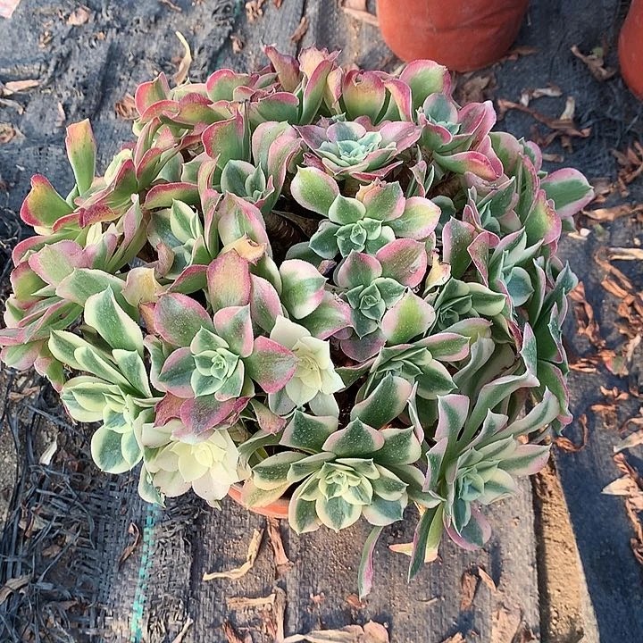 329雨花石多肉植物