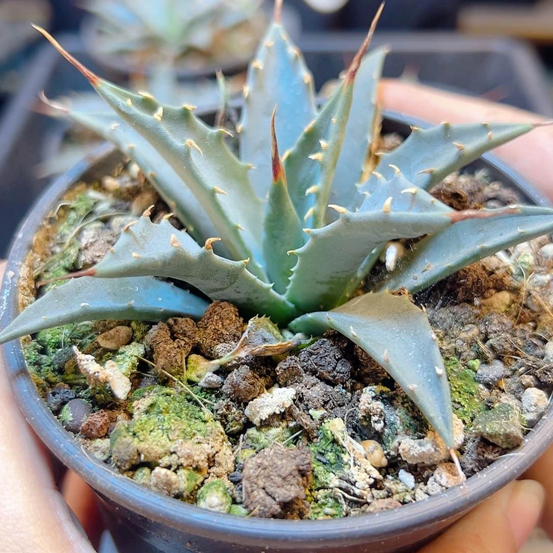 实生eb曲刺妖炎8公分