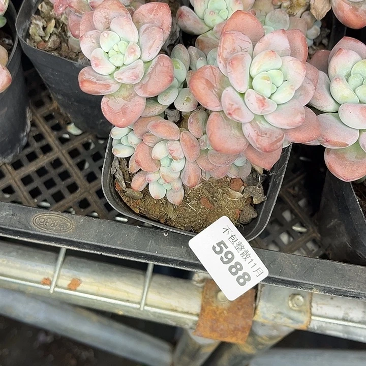 阿雅园艺。        5988洛神