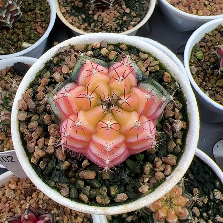 当前无花朵，栽培后可花朵