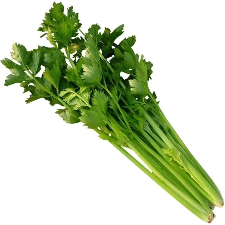 河南现挖新鲜西芹带叶农家自种蔬菜玻璃脆芹菜凉拌榨汁炒菜3斤5斤