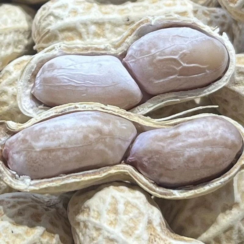 水煮晒干花生盐水咸干带壳熟花生休闲零食  尝香价  2斤包邮