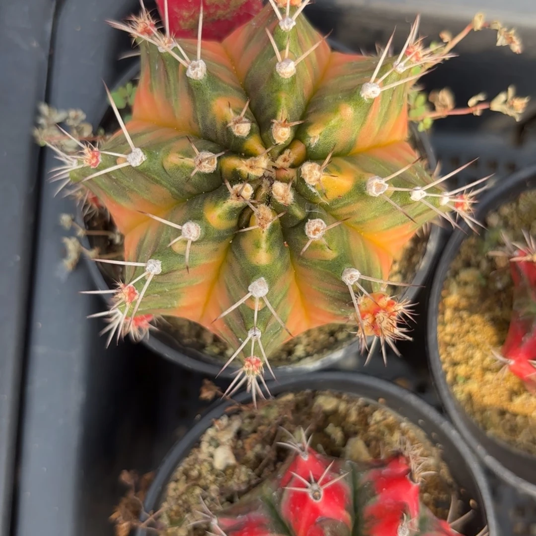 164-1202泰国发货多肉