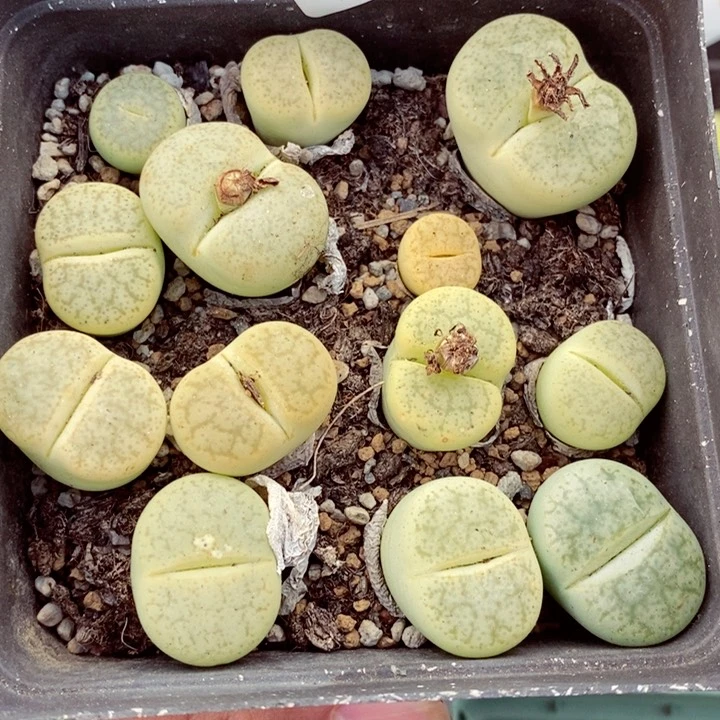 我是一只小小鸟地域鬼的771