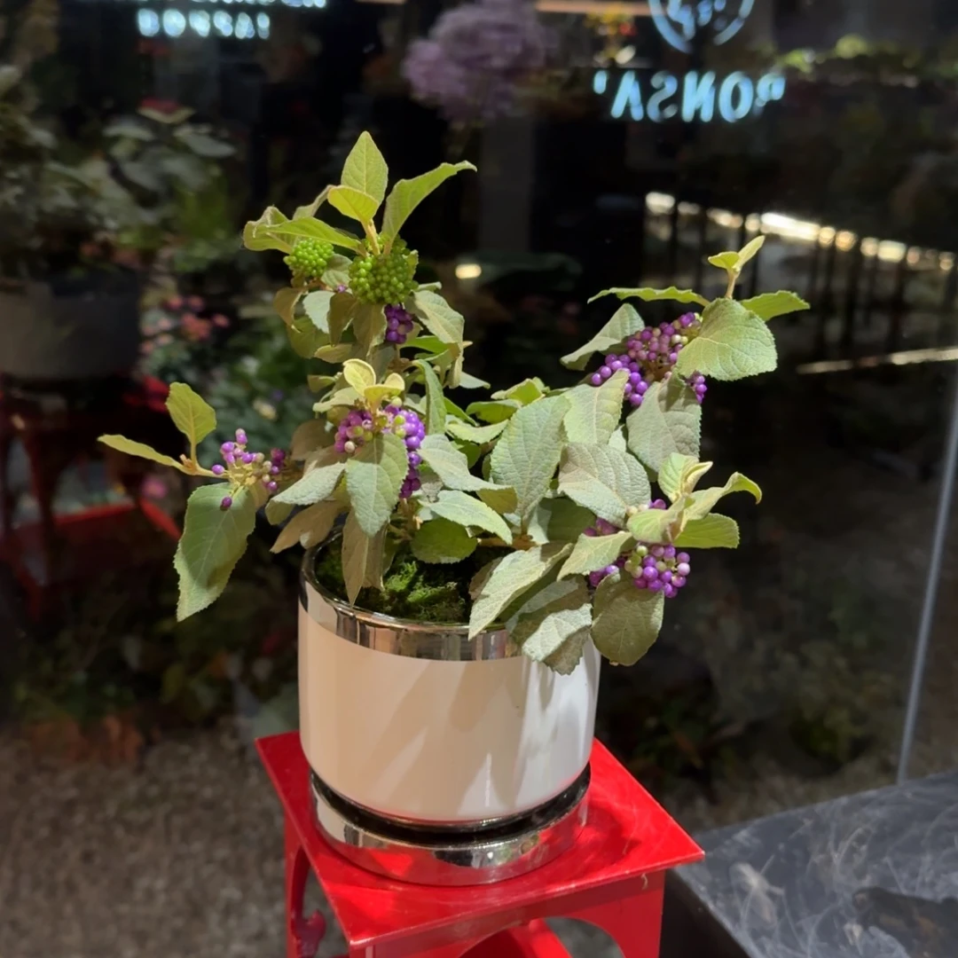 全部花朵紫珠陶盆