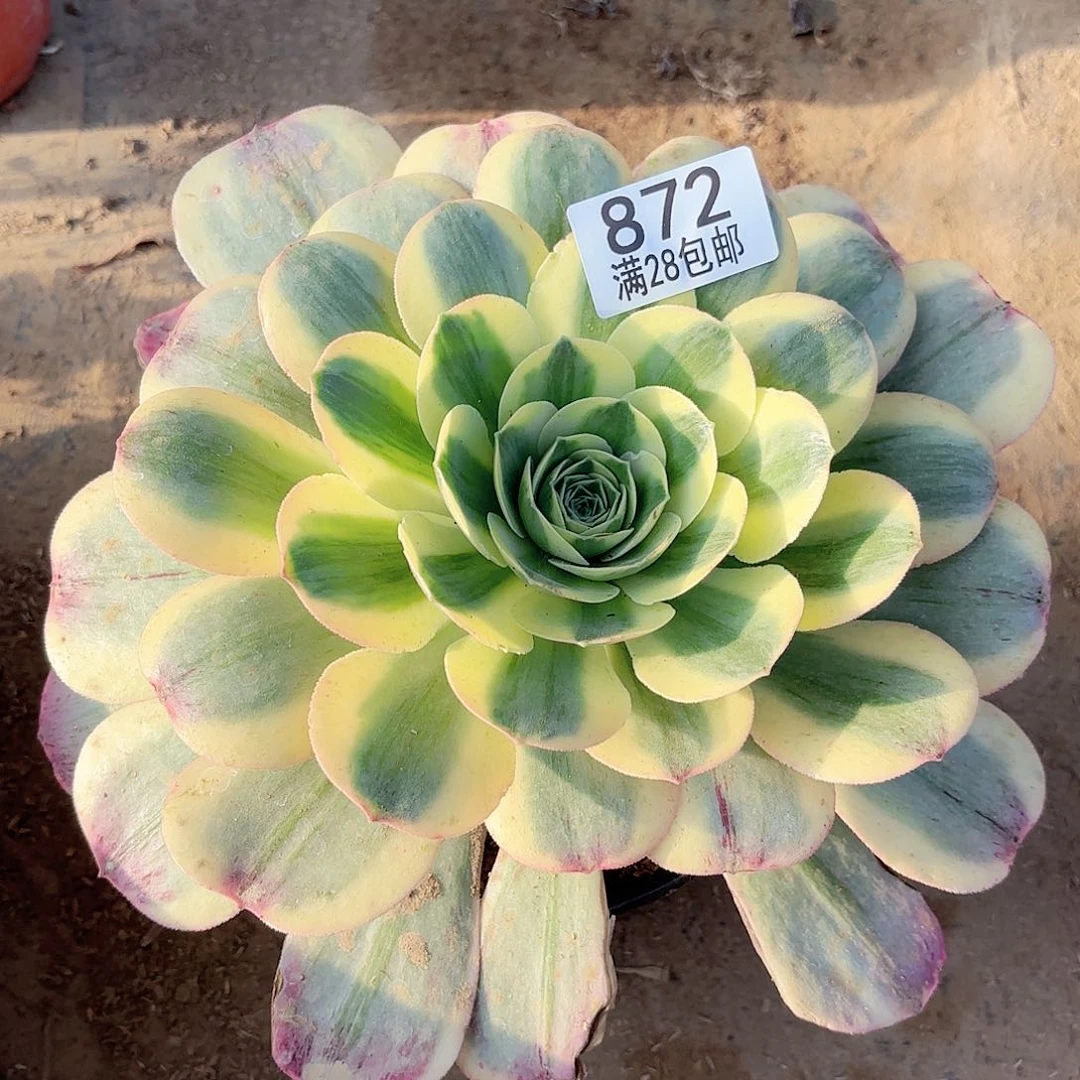 W. 872香炉盘白多肉11111