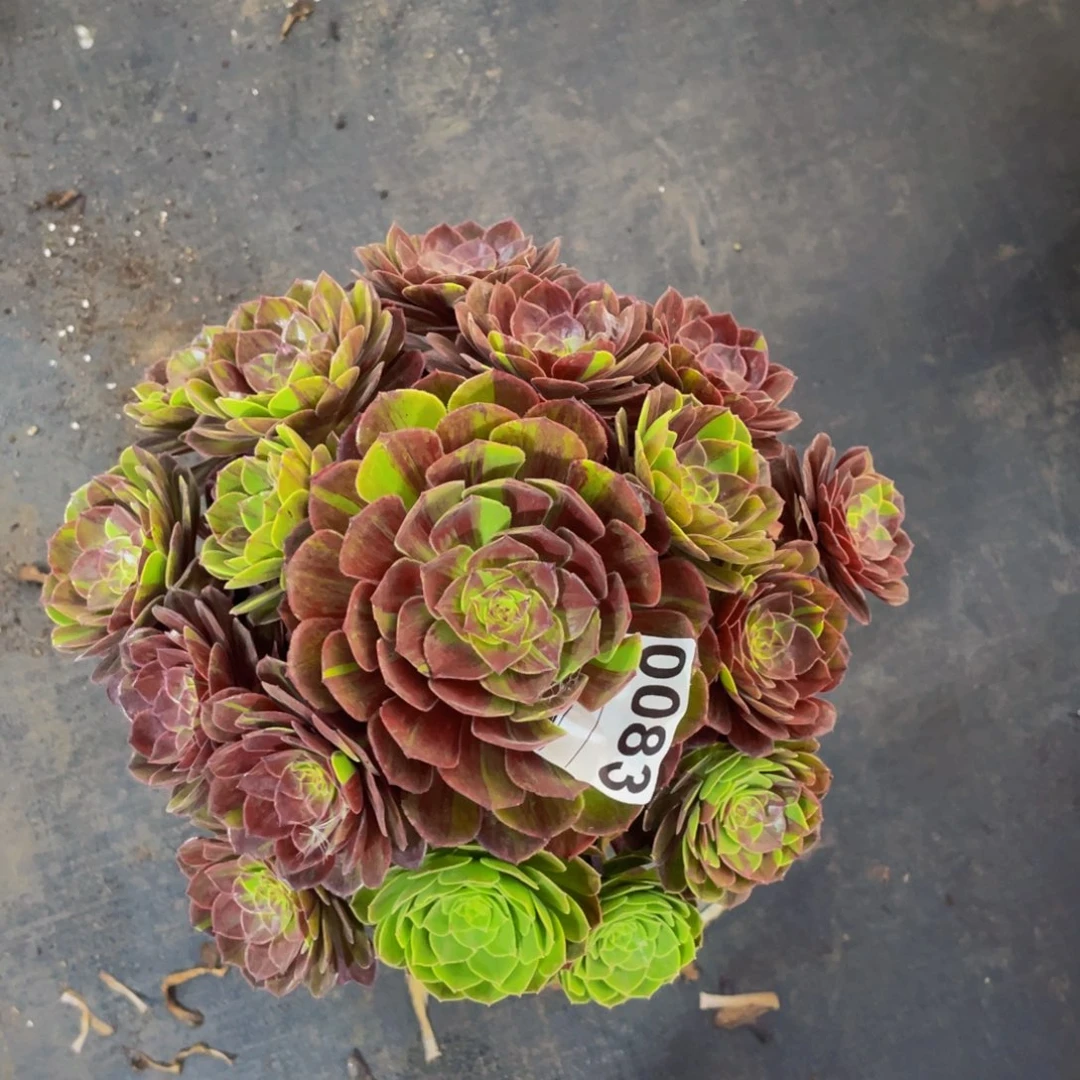 多肉花月夜法师福利0083