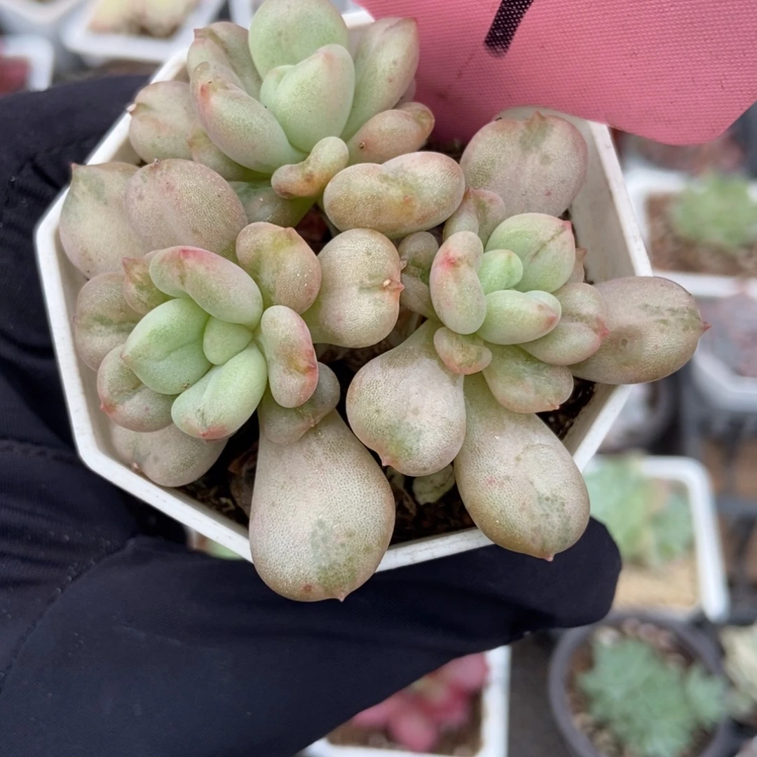 357比尔盖茨多肉植物