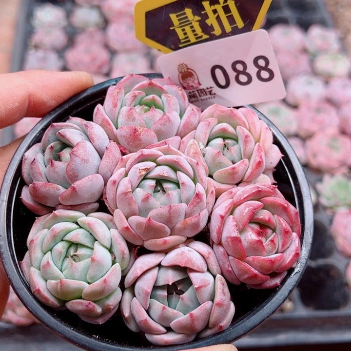 多肉植物多肉植物